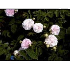 'Félicité Parmentier' Rosa Alba 'Félicité Parmentier' (Albarose) A-Kvalitet,- Barrods Roser Min. 3 Grene -GrønGlæde Salgsbutik fi4300 rosa felicite parmentier 1901