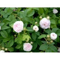 'Félicité Parmentier' Rosa Alba 'Félicité Parmentier' (Albarose) A-Kvalitet,- Barrods Roser Min. 3 Grene -GrønGlæde Salgsbutik fi4300 rosa felicite parmentier 45a3