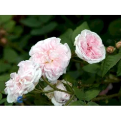 'Félicité Parmentier' Rosa Alba 'Félicité Parmentier' (Albarose) A-Kvalitet,- Barrods Roser Min. 3 Grene -GrønGlæde Salgsbutik fi4300 rosa felicite parmentier 7ed5