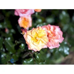 'Gavnø'™ Rosa X 'Gavnø'™ (Storblomstrende) A-Kvalitet,- Barrods Roser Min. 3 Grene -GrønGlæde Salgsbutik fi4308 rosa gavnoe poulgav n 87a1