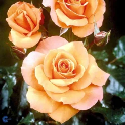 'Gavnø'™ Rosa X 'Gavnø'™ (Storblomstrende) A-Kvalitet,- Barrods Roser Min. 3 Grene -GrønGlæde Salgsbutik fi4308 rosa gavnoe poulgav n 9f3c