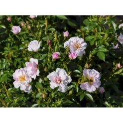 'Gentle Cover'® Rosa X 'Gentle Cover'® (Bunddækkerose) A-Kvalitet,- Barrods Roser Min. 3 Grene -GrønGlæde Salgsbutik fi4310 rosa gentle cover poullen n 4d31