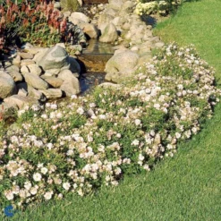 'Gentle Cover'® Rosa X 'Gentle Cover'® (Bunddækkerose) A-Kvalitet,- Barrods Roser Min. 3 Grene -GrønGlæde Salgsbutik fi4310 rosa gentle cover poullen n bd85