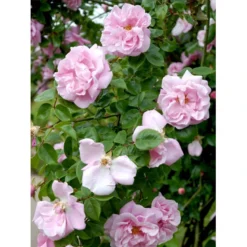 'Gerbe Rose' Rosa Wichuraiana 'Gerbe Rose' (Slyngrose) A-Kvalitet,- Barrods Roser Min. 3 Grene -GrønGlæde Salgsbutik fi4314 rosa gerbe rose 5788