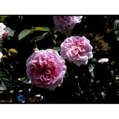'Gertrude Jekyll' Rosa X 'Gertrude Jekyll' (Engelsk Rose) A-Kvalitet,- Barrods Roser Min. 3 Grene -GrønGlæde Salgsbutik fi4316 rosa gertrude jekyll ausboard 07e6