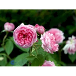 'Gertrude Jekyll' Rosa X 'Gertrude Jekyll' (Engelsk Rose) A-Kvalitet,- Barrods Roser Min. 3 Grene -GrønGlæde Salgsbutik fi4316 rosa gertrude jekyll ausboard 0a18