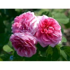 'Gertrude Jekyll' Rosa X 'Gertrude Jekyll' (Engelsk Rose) A-Kvalitet,- Barrods Roser Min. 3 Grene -GrønGlæde Salgsbutik fi4316 rosa gertrude jekyll ausboard 5d17