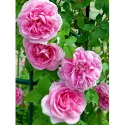 'Gertrude Jekyll' Rosa X 'Gertrude Jekyll' (Engelsk Rose) A-Kvalitet,- Barrods Roser Min. 3 Grene -GrønGlæde Salgsbutik fi4316 rosa gertrude jekyll ausboard 913a