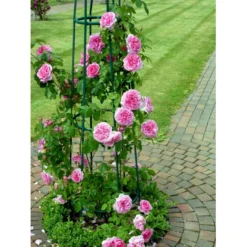 'Gertrude Jekyll' Rosa X 'Gertrude Jekyll' (Engelsk Rose) A-Kvalitet,- Barrods Roser Min. 3 Grene -GrønGlæde Salgsbutik fi4316 rosa gertrude jekyll ausboard ef76