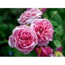 'Gertrude Jekyll' Rosa X 'Gertrude Jekyll' (Engelsk Rose) A-Kvalitet,- Barrods Roser Min. 3 Grene -GrønGlæde Salgsbutik fi4316 rosa gertrude jekyll ausboard fde6