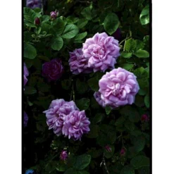 'Geschwinds Nordlandsrose' Rosa X 'Geschwinds Nordlandsrose' (Buskrose) A-Kvalitet,- Barrods Roser Min. 3 Grene -GrønGlæde Salgsbutik fi4317 rosa geschwinds nordlandsrose 6ae2