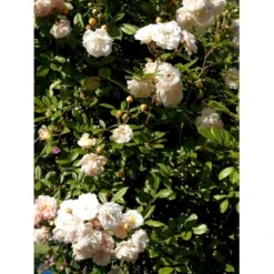 'Ghislaine De Féligonde' Rosa Moschata 'Ghislaine De Féligonde' (Moskusrose) A-Kvalitet,- Barrods Roser Min. 3 Grene -GrønGlæde Salgsbutik fi4318 rosa ghislaine de feligonde 0a54