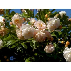 'Ghislaine De Féligonde' Rosa Moschata 'Ghislaine De Féligonde' (Moskusrose) A-Kvalitet,- Barrods Roser Min. 3 Grene -GrønGlæde Salgsbutik fi4318 rosa ghislaine de feligonde 2719