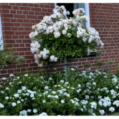 'Ghislaine De Féligonde' Rosa Moschata 'Ghislaine De Féligonde' (Moskusrose) A-Kvalitet,- Barrods Roser Min. 3 Grene -GrønGlæde Salgsbutik fi4318 rosa ghislaine de feligonde 453b