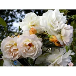 'Ghislaine De Féligonde' Rosa Moschata 'Ghislaine De Féligonde' (Moskusrose) A-Kvalitet,- Barrods Roser Min. 3 Grene -GrønGlæde Salgsbutik fi4318 rosa ghislaine de feligonde 5d36