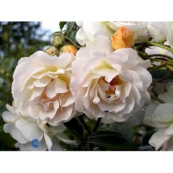 'Ghislaine De Féligonde' Rosa Moschata 'Ghislaine De Féligonde' (Moskusrose) A-Kvalitet,- Barrods Roser Min. 3 Grene -GrønGlæde Salgsbutik fi4318 rosa ghislaine de feligonde a596