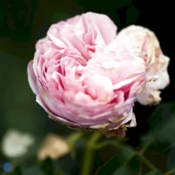 'Giardina'® Rosa X 'Giardina'® (Slyngrose) A-Kvalitet,- Barrods Roser Min. 3 Grene -GrønGlæde Salgsbutik fi4320 rosa giardina daaf