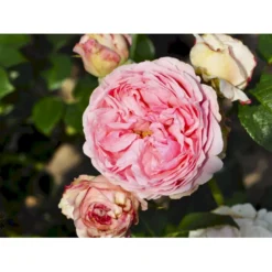 'Giardina'® Rosa X 'Giardina'® (Slyngrose) A-Kvalitet,- Barrods Roser Min. 3 Grene -GrønGlæde Salgsbutik fi4320 rosa giardina e55b