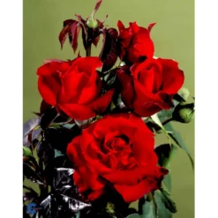 'Gisselfeld' Rosa X 'Gisselfeld' (Storblomstrende) A-Kvalitet,- Barrods Roser Min. 3 Grene -GrønGlæde Salgsbutik fi4322 rosa gisselfeld n 1f91