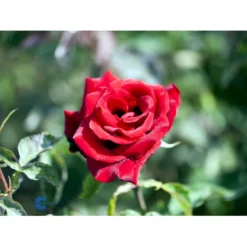 'Gisselfeld' Rosa X 'Gisselfeld' (Storblomstrende) A-Kvalitet,- Barrods Roser Min. 3 Grene -GrønGlæde Salgsbutik fi4322 rosa gisselfeld n b9e5