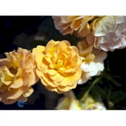 'Goldelse'® Rosa X 'Goldelse'® (Buketrose) A-Kvalitet,- Barrods Roser Min. 3 Grene -GrønGlæde Salgsbutik fi4336 rosa goldelse 890a