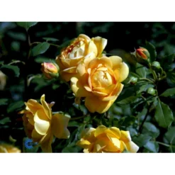 'Golden Celebration' Rosa X 'Golden Celebration' (Engelsk Rose) A-Kvalitet,- Barrods Roser Min. 3 Grene -GrønGlæde Salgsbutik fi4338 rosa golden celebration ausgold 6049