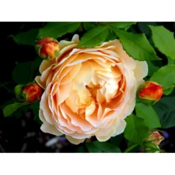 'Golden Celebration' Rosa X 'Golden Celebration' (Engelsk Rose) A-Kvalitet,- Barrods Roser Min. 3 Grene -GrønGlæde Salgsbutik fi4338 rosa golden celebration ausgold 6420