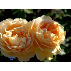 'Golden Celebration' Rosa X 'Golden Celebration' (Engelsk Rose) A-Kvalitet,- Barrods Roser Min. 3 Grene -GrønGlæde Salgsbutik fi4338 rosa golden celebration ausgold adaf