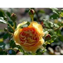 'Golden Celebration' Rosa X 'Golden Celebration' (Engelsk Rose) A-Kvalitet,- Barrods Roser Min. 3 Grene -GrønGlæde Salgsbutik fi4338 rosa golden celebration ausgold c517