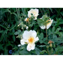 'Golden Wings' Rosa X 'Golden Wings' (Buskrose) A-Kvalitet,- Barrods Roser Min. 3 Grene -GrønGlæde Salgsbutik fi4346 rosa golden wings 88b0