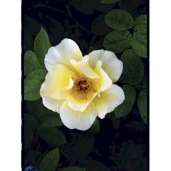 'Golden Wings' Rosa X 'Golden Wings' (Buskrose) A-Kvalitet,- Barrods Roser Min. 3 Grene -GrønGlæde Salgsbutik fi4346 rosa golden wings a33a