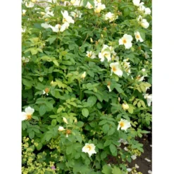 'Golden Wings' Rosa X 'Golden Wings' (Buskrose) A-Kvalitet,- Barrods Roser Min. 3 Grene -GrønGlæde Salgsbutik fi4346 rosa golden wings a596