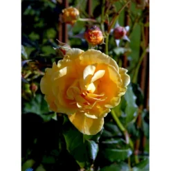 'Goldener Olymp'® Rosa X 'Goldener Olymp'® (Slyngrose) A-Kvalitet,- Barrods Roser Min. 3 Grene -GrønGlæde Salgsbutik fi4347 rosa goldener olymp 9d3b