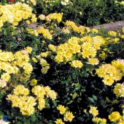 'Goldmarie 82'® Rosa X 'Goldmarie 82'® (Buketrose) A-Kvalitet,- Barrods Roser Min. 3 Grene -GrønGlæde Salgsbutik fi4349 rosa goldmarie 82 565f