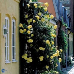 'Goldstern'® Rosa Kordesii 'Goldstern'® (Slyngrose) A-Kvalitet,- Barrods Roser Min. 3 Grene 11 'Goldstern'® Rosa Kordesii 'Goldstern'® (Slyngrose) A-Kvalitet,- Barrods Roser Min. 3 Grene -GrønGlæde Salgsbutik fi4352 rosa goldstern 3cfe