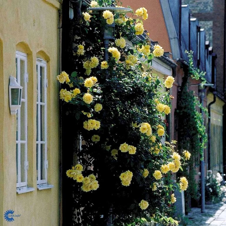 'Goldstern'® Rosa Kordesii 'Goldstern'® (Slyngrose) A-Kvalitet,- Barrods Roser Min. 3 Grene 6 'Goldstern'® Rosa Kordesii 'Goldstern'® (Slyngrose) A-Kvalitet,- Barrods Roser Min. 3 Grene - Billede 6