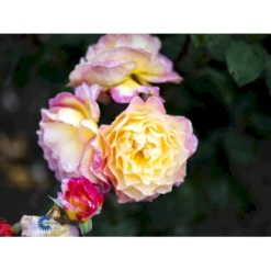 'Gorgeous'™ Rosa X 'Gorgeous'™ (Storblomstrende) A-Kvalitet,- Barrods Roser Min. 3 Grene 11 'Gorgeous'™ Rosa X 'Gorgeous'™ (Storblomstrende) A-Kvalitet,- Barrods Roser Min. 3 Grene -GrønGlæde Salgsbutik fi4353 rosa gorgeous poulpmt009 n e22e