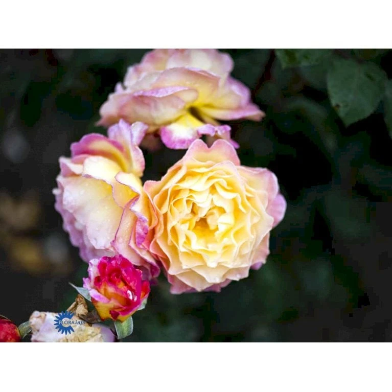 'Gorgeous'™ Rosa X 'Gorgeous'™ (Storblomstrende) A-Kvalitet,- Barrods Roser Min. 3 Grene 6 'Gorgeous'™ Rosa X 'Gorgeous'™ (Storblomstrende) A-Kvalitet,- Barrods Roser Min. 3 Grene - Billede 6