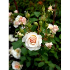'Grace'™ Rosa X 'Grace'™ (Engelsk Rose) A-Kvalitet,- Barrods Roser Min. 3 Grene -GrønGlæde Salgsbutik fi4355 rosa grace auskeppy 71fd