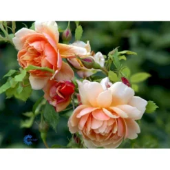'Grace'™ Rosa X 'Grace'™ (Engelsk Rose) A-Kvalitet,- Barrods Roser Min. 3 Grene -GrønGlæde Salgsbutik fi4355 rosa grace auskeppy 7c6e