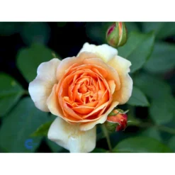 'Grace'™ Rosa X 'Grace'™ (Engelsk Rose) A-Kvalitet,- Barrods Roser Min. 3 Grene -GrønGlæde Salgsbutik fi4355 rosa grace auskeppy 82e9