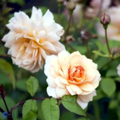 'Grace'™ Rosa X 'Grace'™ (Engelsk Rose) A-Kvalitet,- Barrods Roser Min. 3 Grene -GrønGlæde Salgsbutik fi4355 rosa grace auskeppy a946