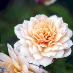 'Grace'™ Rosa X 'Grace'™ (Engelsk Rose) A-Kvalitet,- Barrods Roser Min. 3 Grene -GrønGlæde Salgsbutik fi4355 rosa grace auskeppy b8ea