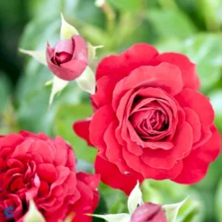 'Grand Award'™ Rosa X 'Grand Award'™ (Slyngrose) A-Kvalitet,- Barrods Roser Min. 3 Grene 17 'Grand Award'™ Rosa X 'Grand Award'™ (Slyngrose) A-Kvalitet,- Barrods Roser Min. 3 Grene -GrønGlæde Salgsbutik fi4360 rosa grand award tm poulcy014 n 2b82