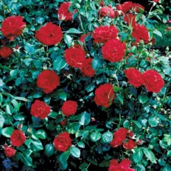 'Grand Hotel' Rosa X 'Grand Hotel' (Slyngrose) A-Kvalitet,- Barrods Roser Min. 3 Grene -GrønGlæde Salgsbutik fi4362 rosa grand hotel 285f