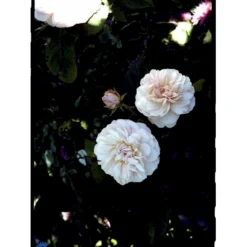 'Gruss An Aachen' Rosa X 'Gruss An Aachen' (Storblomstrende) A-Kvalitet,- Barrods Roser Min. 3 Grene -GrønGlæde Salgsbutik fi4372 rosa gruss an aachen 9b74
