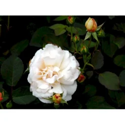 'Gruss An Aachen' Rosa X 'Gruss An Aachen' (Storblomstrende) A-Kvalitet,- Barrods Roser Min. 3 Grene -GrønGlæde Salgsbutik fi4372 rosa gruss an aachen a539