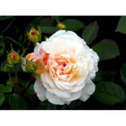 'Gruss An Aachen' Rosa X 'Gruss An Aachen' (Storblomstrende) A-Kvalitet,- Barrods Roser Min. 3 Grene -GrønGlæde Salgsbutik fi4372 rosa gruss an aachen c2f3
