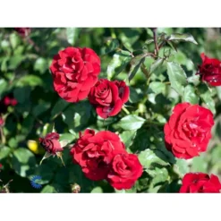 'H.C. Andersen'™ Rosa X 'H.C. Andersen'™ (Buketrose) A-Kvalitet,- Barrods Roser Min. 3 Grene -GrønGlæde Salgsbutik fi4379 rosa h c andersen poulander 1b22