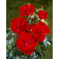 'H.C. Andersen'™ Rosa X 'H.C. Andersen'™ (Buketrose) A-Kvalitet,- Barrods Roser Min. 3 Grene -GrønGlæde Salgsbutik fi4379 rosa h c andersen poulander 20be